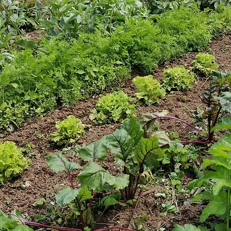 La Bouriotte D'hotes Bouton D'or Panzió