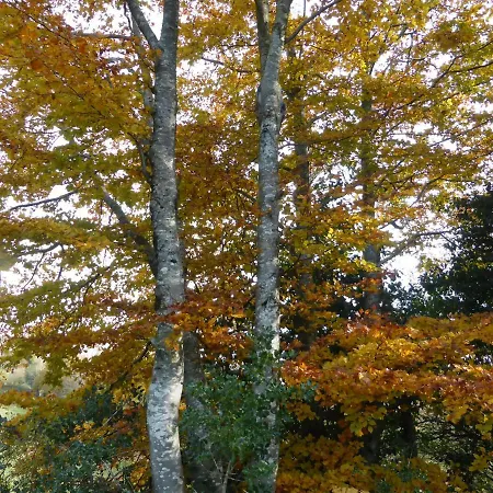 Panzió La Bouriotte D'hotes Bouton D'or Labastide-Rouairoux