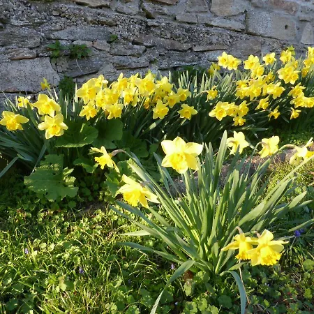 La Bouriotte D'hotes Bouton D'or 3* Labastide-Rouairoux