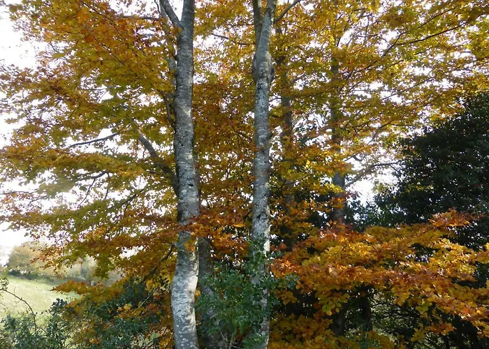 Bed & Breakfast La Bouriotte D'hotes Bouton D'or Labastide-Rouairoux